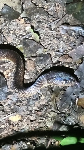 Brown Tree Snake sighting