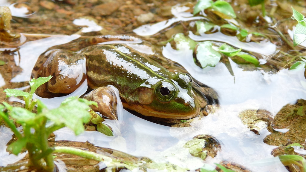 Aloysius Skittering Frog (Phrynoderma aloysii)
