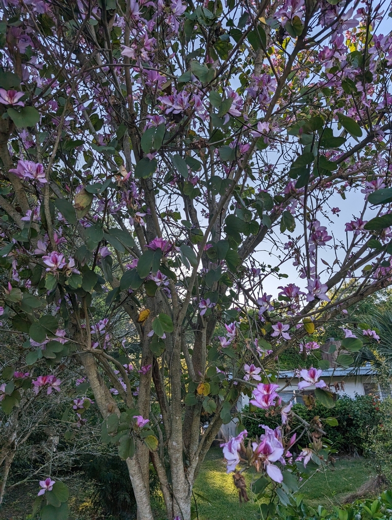 Orchid tree from DeLand, FL 32724, USA on March 20, 2024 at 06:37 PM by ...