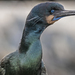 Brandt's Cormorant - Photo (c) Andrew Simon, all rights reserved, uploaded by Andrew Simon