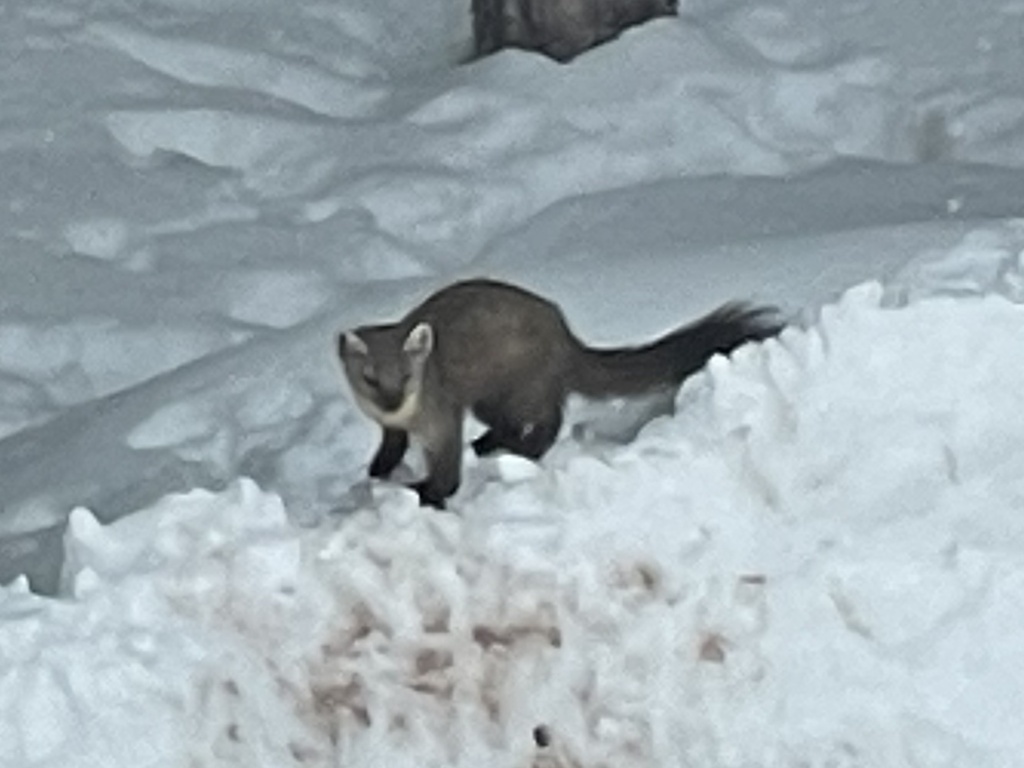 Pacific Marten from San Juan National Forest - Headquarters, Durango ...