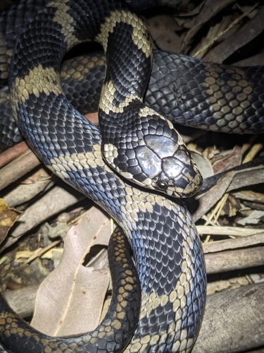 Stephens' Banded Snake sighting