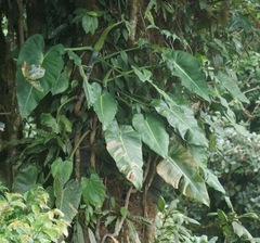 Philodendron brenesii image