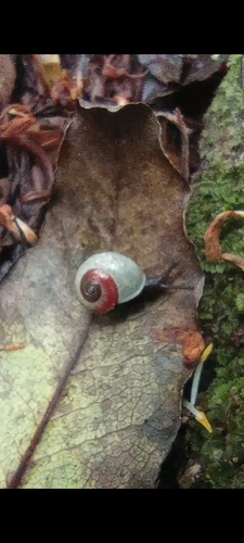 Leptaxis minor