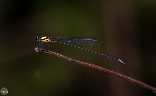 Elattoneura dorsalis