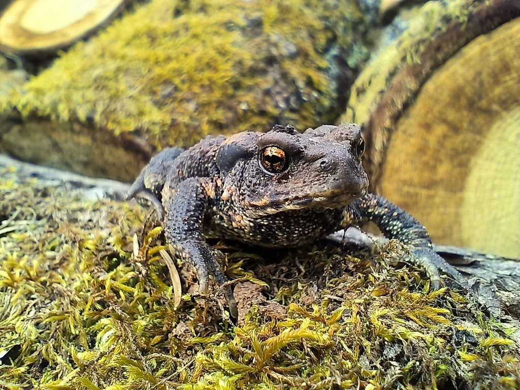 Spiny Toad from 87440 Pensol, France on March 21, 2024 at 03:21 PM by ...