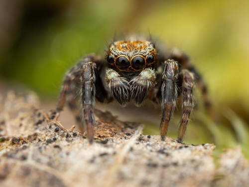 Black-palped Jumping Spider
