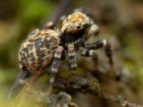 Black-palped Jumping Spider