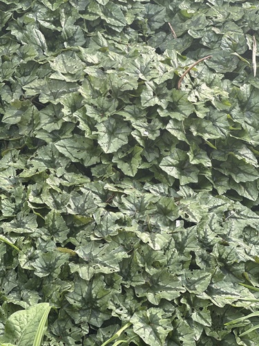 Cyclamen hederifolium ssp. hederifolium