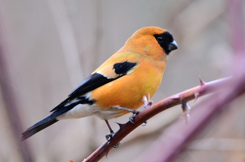 Camachuelo Anaranjado (Pyrrhula aurantiaca)