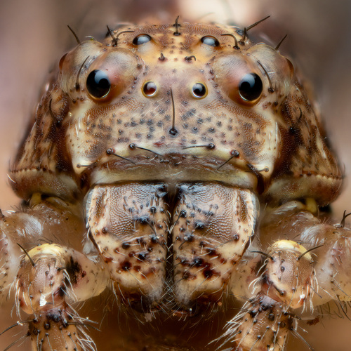 Octopus Spiders