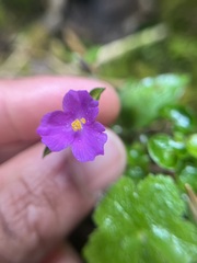 Tradescantia poelliae image