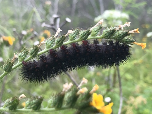 iNaturalist observation photo of Painted Tiger Moth