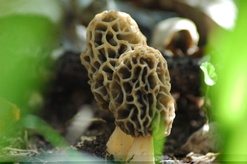 Yellow Morel