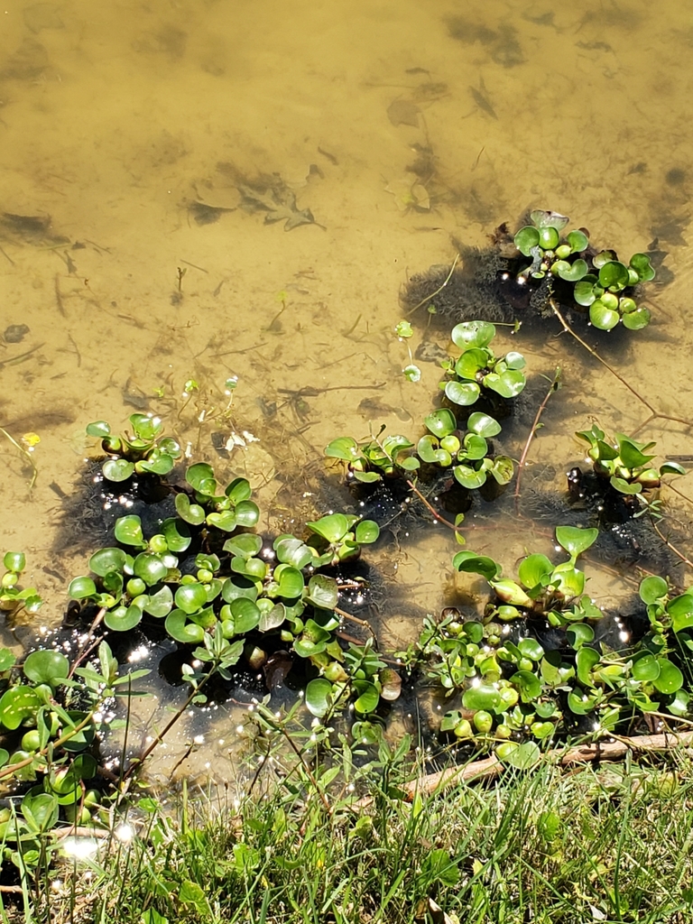 common-duckweed-from-15110-interstate-45-s-conroe-tx-77384-usa-on