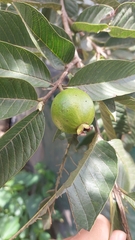 Psidium guajava image