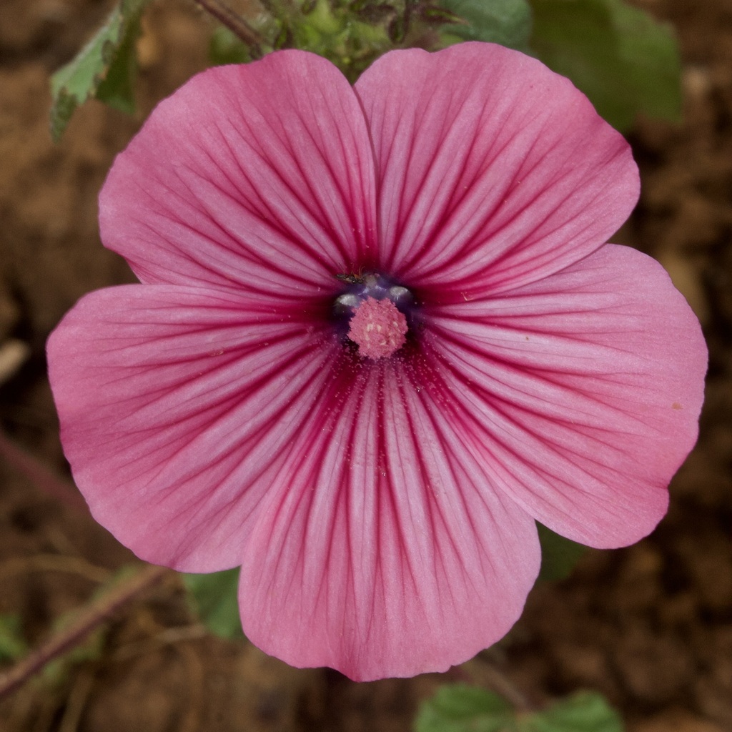 Annual mallow