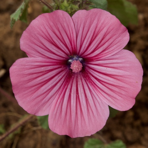 annual mallow (Lavatera trimestris)