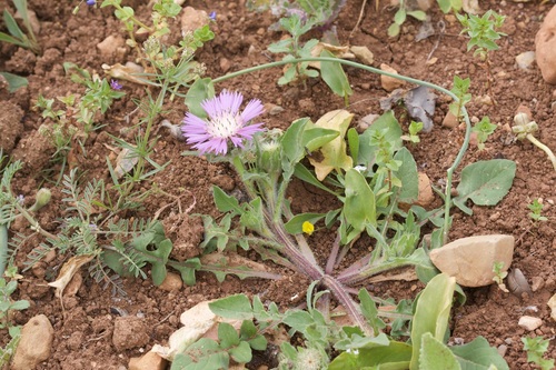 Iberian knapweed