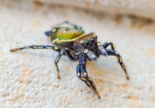 Heliophanus kochii