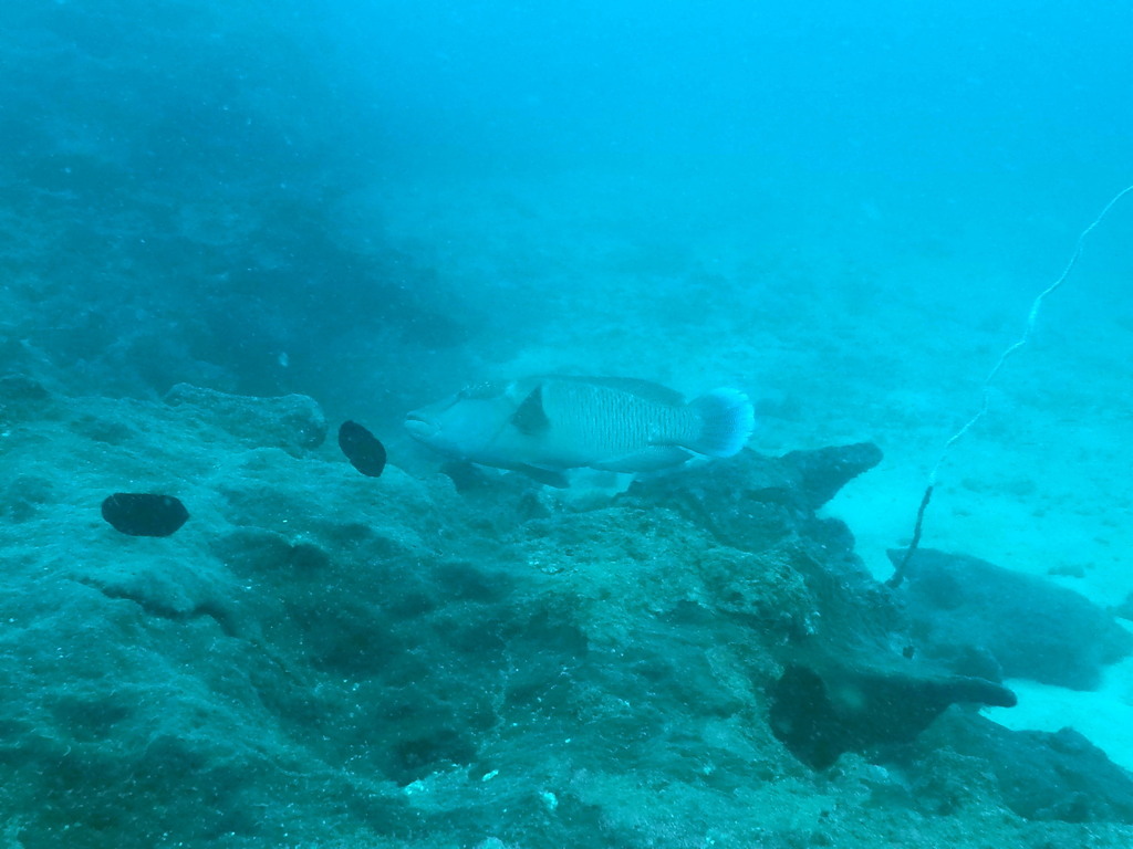 Napoleon Wrasse