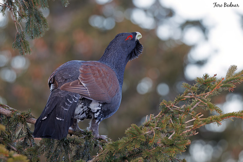 Tetrao urogallus