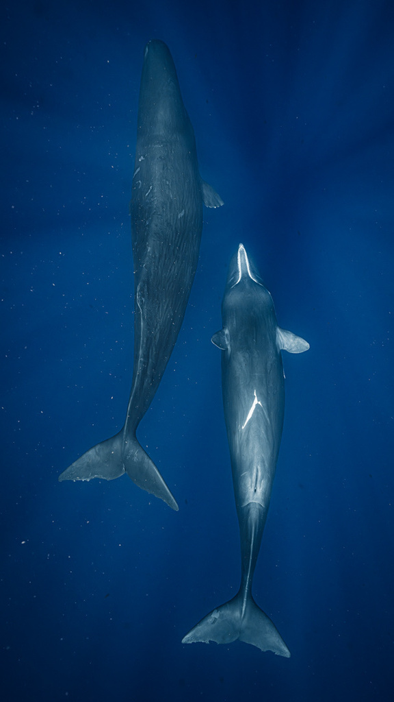 Sperm whale