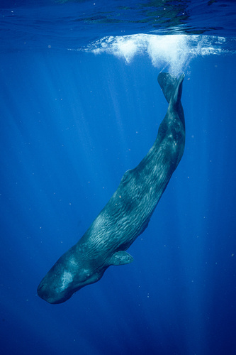 Sperm Whale