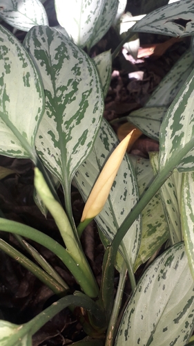Aglaonema commutatum var. commutatum