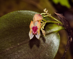 Lepanthes turialvae image