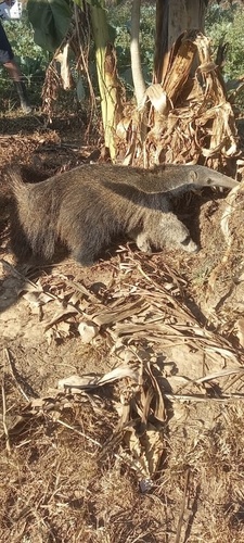 Giant Anteater