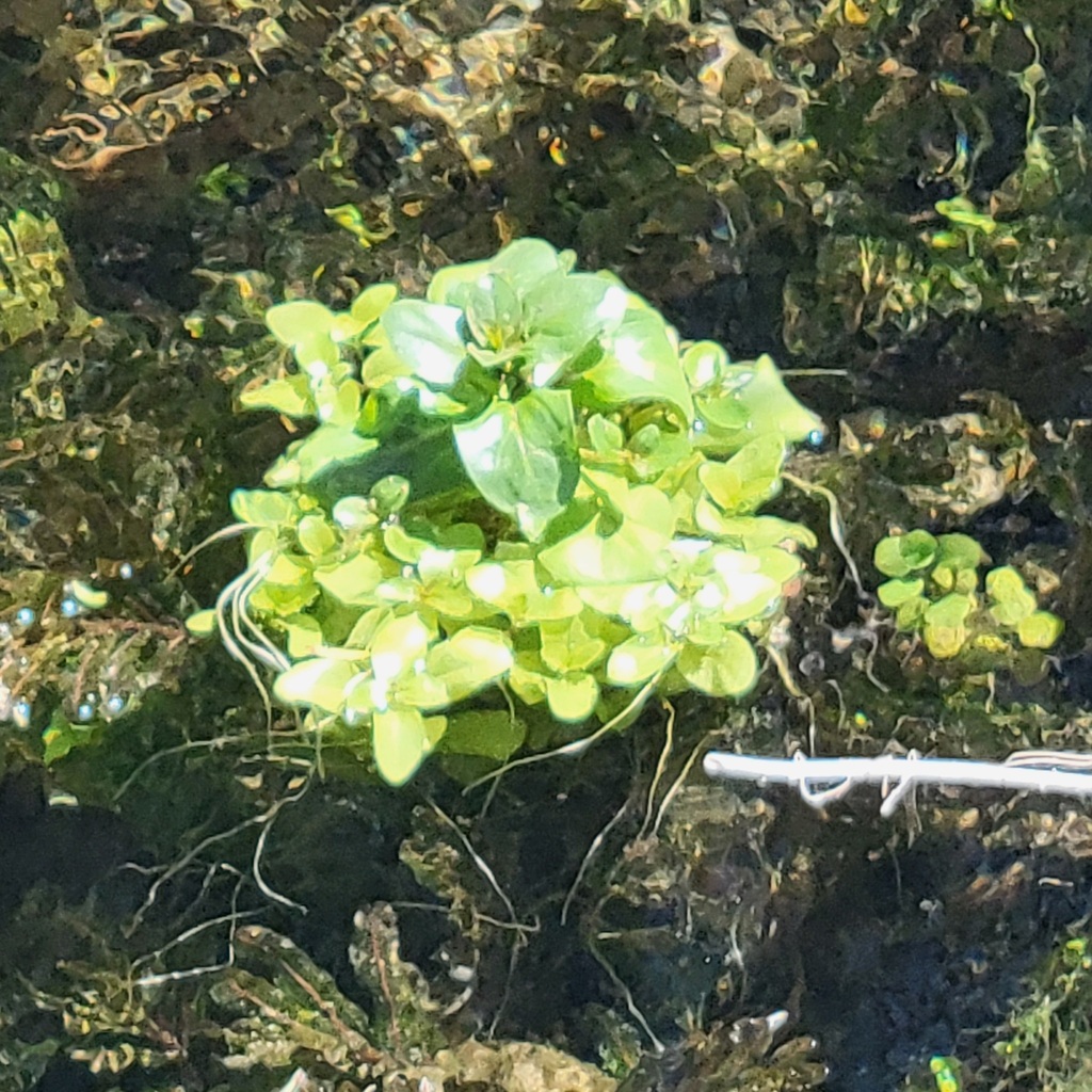 watercress-from-riverside-county-ca-usa-on-march-21-2024-at-01-04-pm