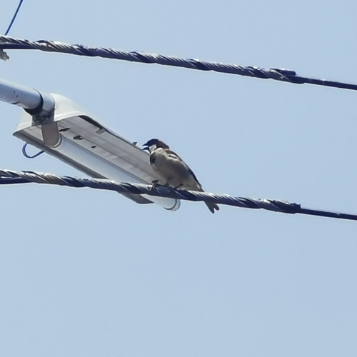 House Sparrow