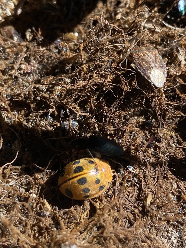 Southern Squash Lady Beetle from Tequila, Jal., MX on March 17, 2024 at ...