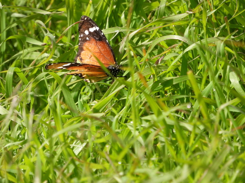 Plain Tiger Butterfly