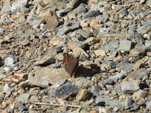 White-spotted Commodore