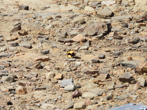 Yellow Pansy