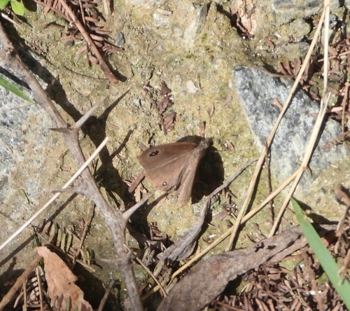 Common Three-ring