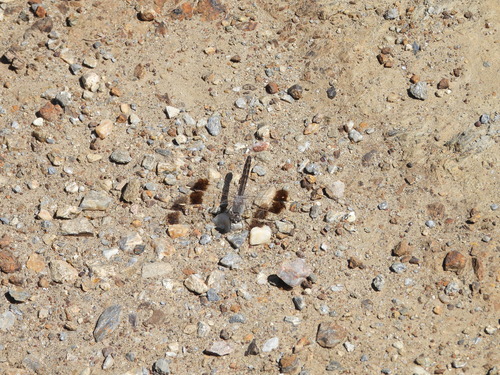 Northern Banded Groundling