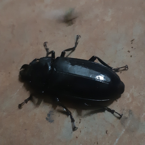 Mallodon downesii