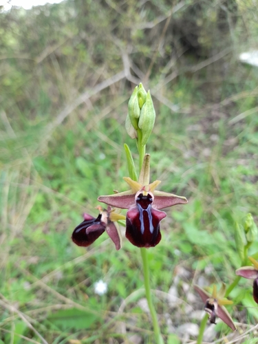 Bosom Orchid