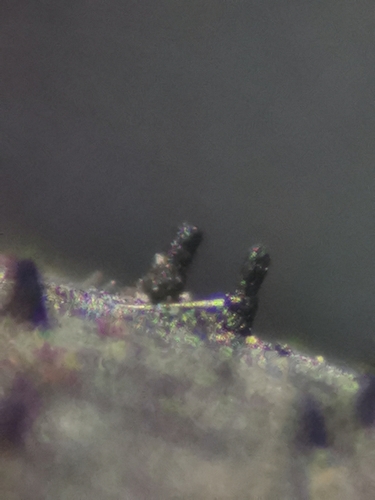 Diaporthe arctii