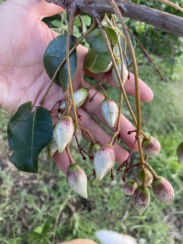 Commiphora schlechteri