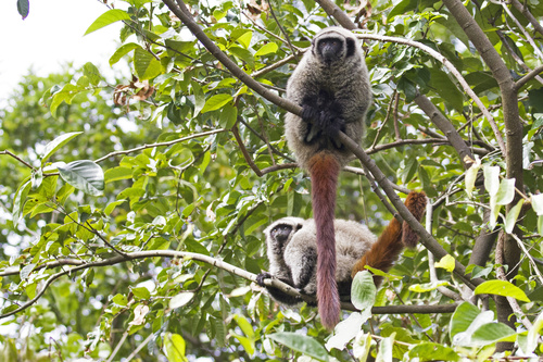 Blonde Titi (Callicebus barbarabrownae) — Critically Endangered Mammalia