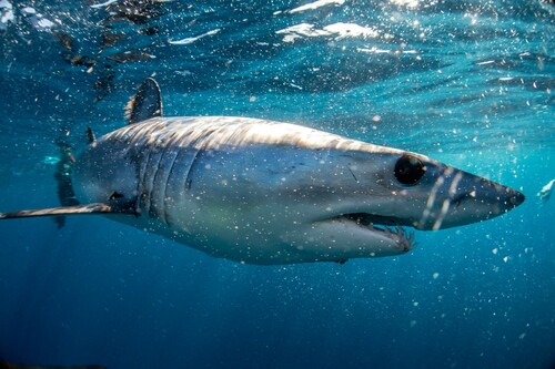 Shortfin Mako