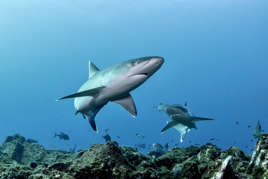 Silvertip shark