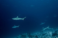 Grey reef shark