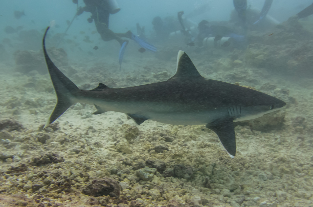 Silvertip shark