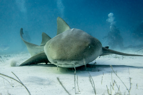 Nurse Sharks