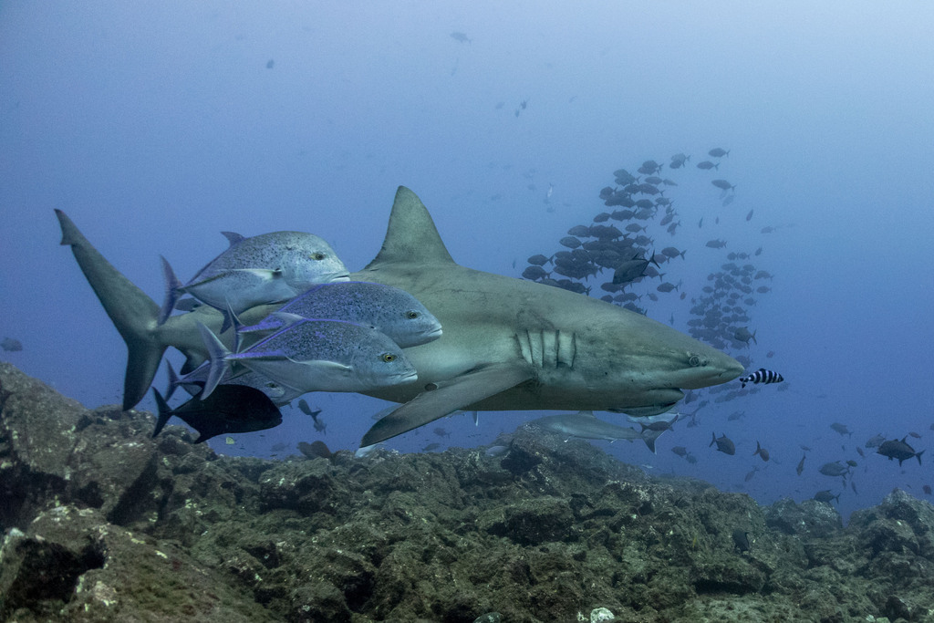 Galapagos shark